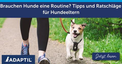 Brauchen Hunde eine Routine? Tipps und Ratschläge für Hundeeltern