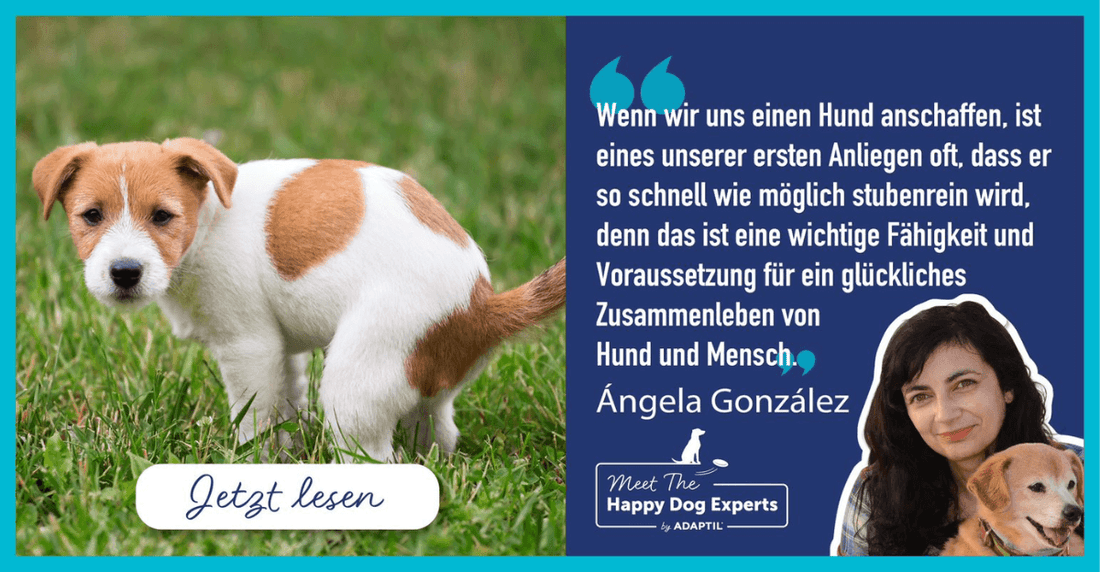 Dein Welpe ist nicht stubenrein? So bringst du deinem Hund bei, draußen auf Toilette zu gehen