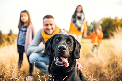 Familienfreundliche Hunde | Welche Rasse passt zu euch?