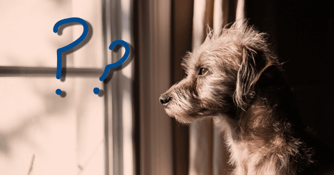 Den Hund das erste Mal allein lassen | 11 Tipps
