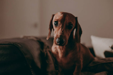 Wie lang kann ein Hund allein bleiben?