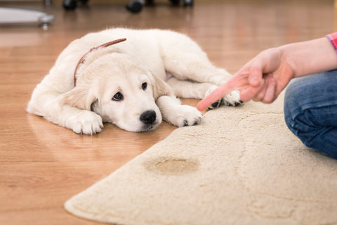 Hund pinkelt in die Wohnung - was kann ich tun?