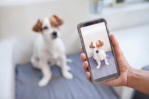 Hund fotografieren: So gelingt euch das perfekte Hundefoto!