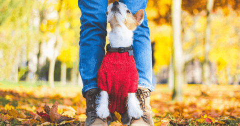 Warum sitzt dein Hund oft auf deinen Füßen? Aus Sicht des Hundes