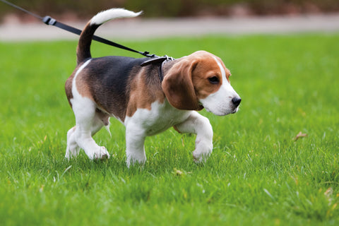 Dein Hund zieht an der Leine? Das kannst du tun!