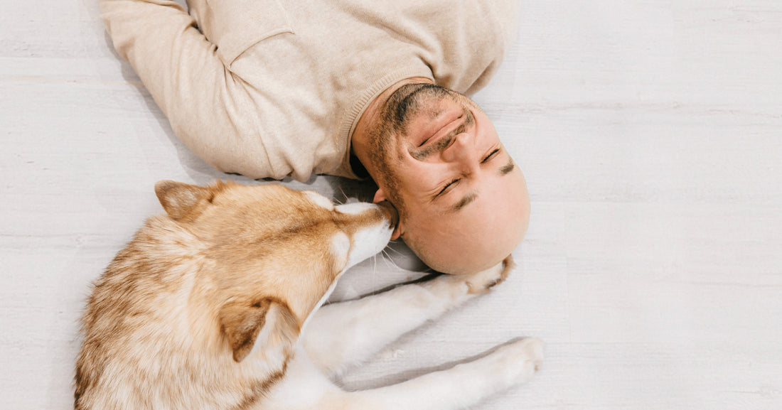 Warum schnüffeln Hunde gerne an Ohren? Aus der Sicht des Vierbeiners!