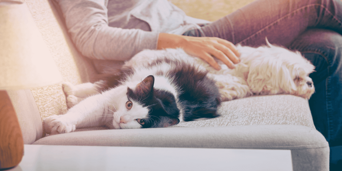 Vertragen sich Hund und Katze? - Aus der Sicht eines Hundes