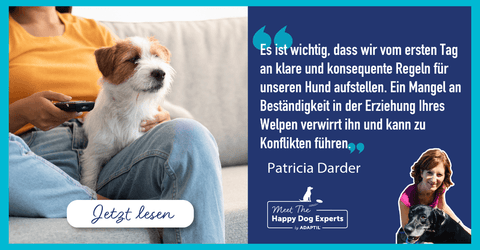 So sorgst du dafür, dass sich dein Welpe kein problematisches Verhalten aneignet | 8 Tipps