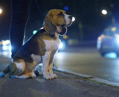 Hund macht sitzt an Straße