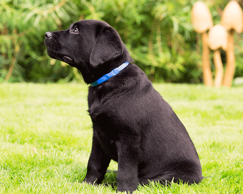 Schwarzer Labrador mit Junior Halsband