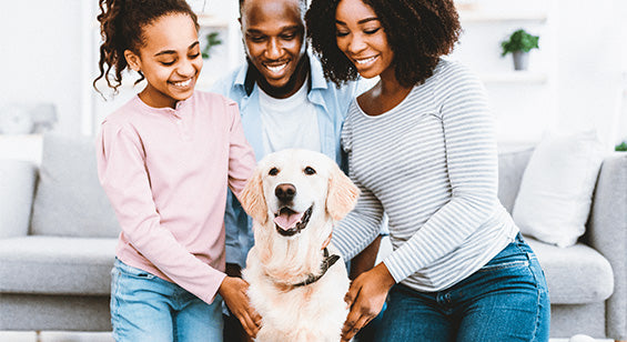 Adoption-tips_to_help_your_dog
