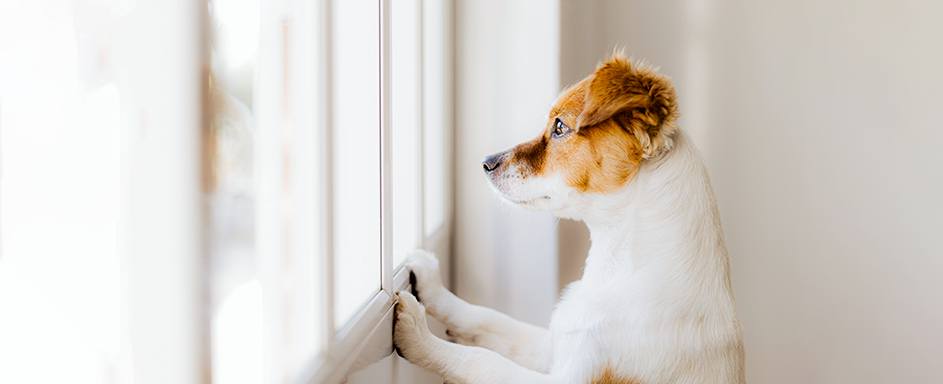 Hund schaut aus dem Fenster