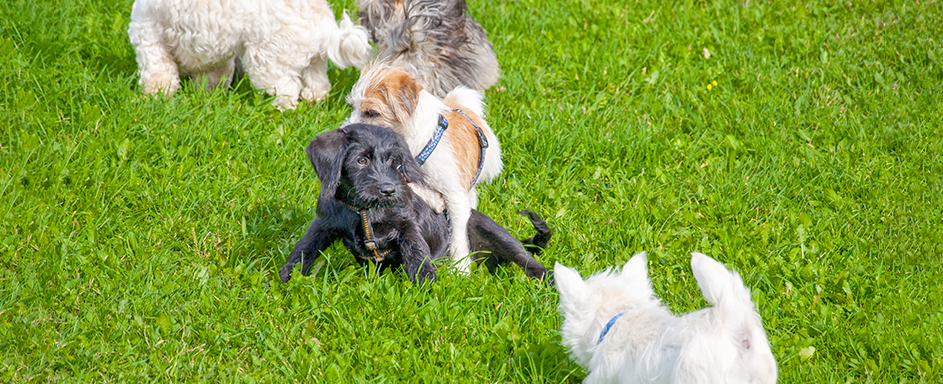 Hunde spielen zusammen auf Wiese