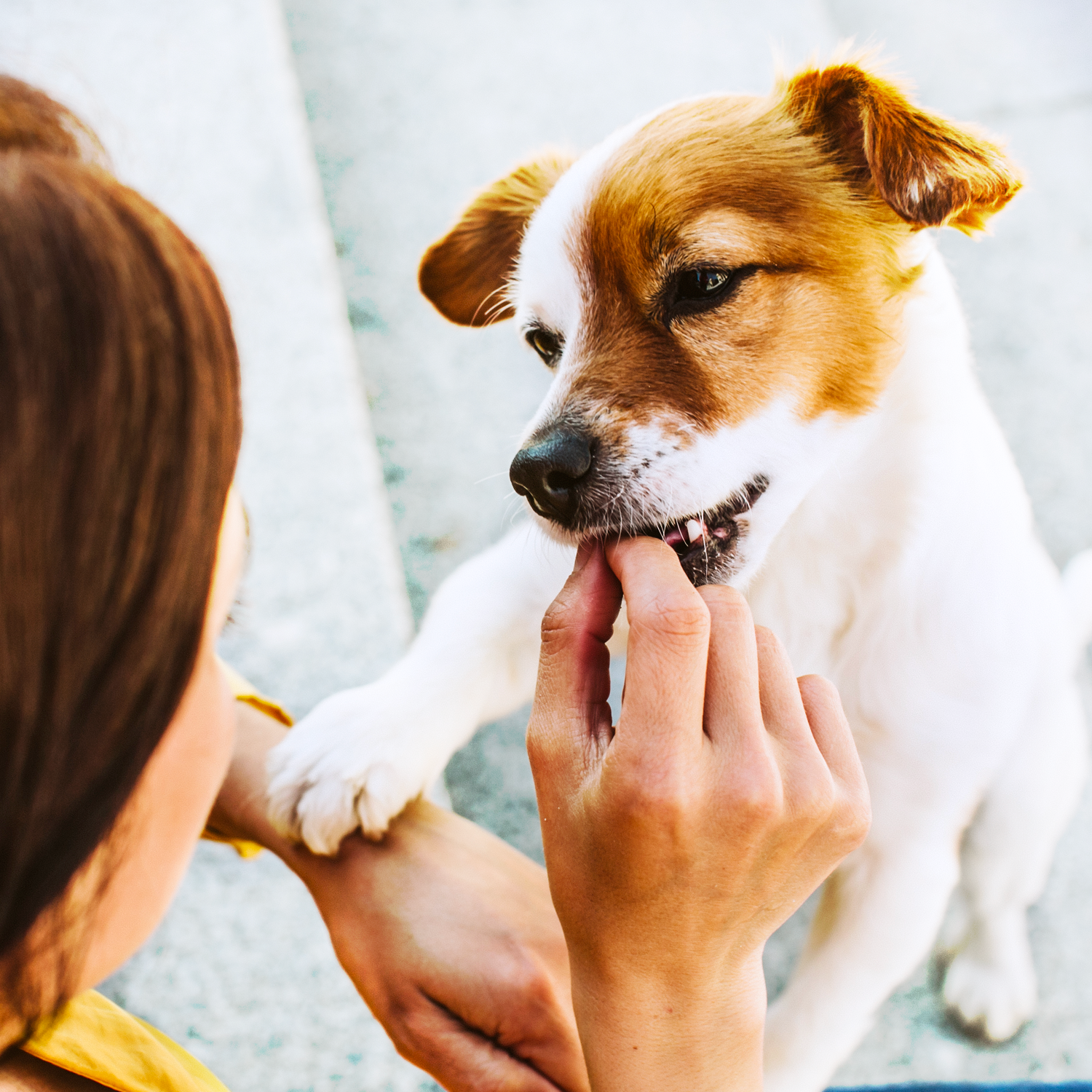 Füttern Hund