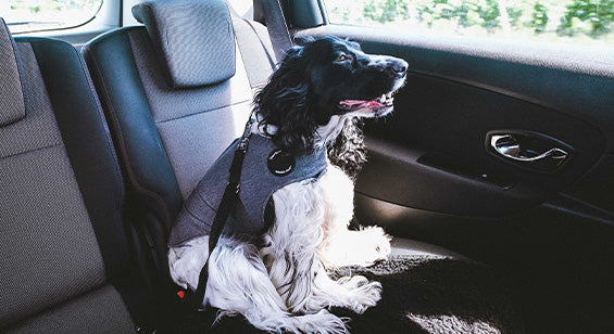 Autofahren mit Thundershirt