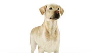 Körpersprache Hund aufmerksam