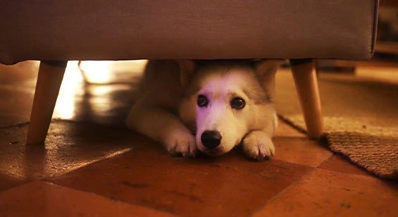 Fireworks-tips_to_help_your_dog