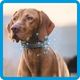 Icon Hund Calm Halsband