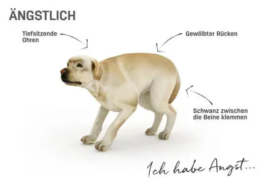 Körpersprache Hund ängstlich