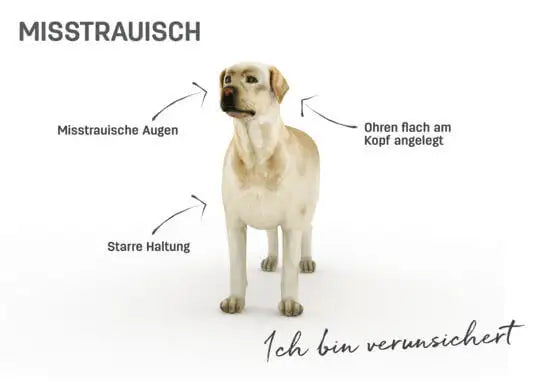 Körpersprache Hund misstrauisch
