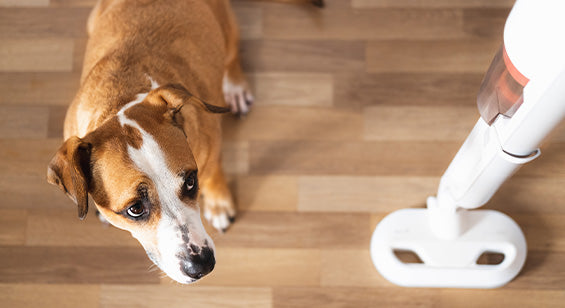 Hund ist ängstlich beim Staubsaugen