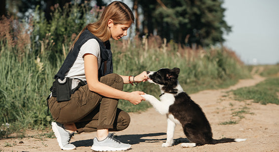 Puppy_training_sessions-socialisation_important_puppies