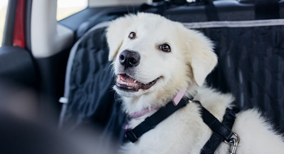 Puppy_traveling-tips_car_travel_less_stressful