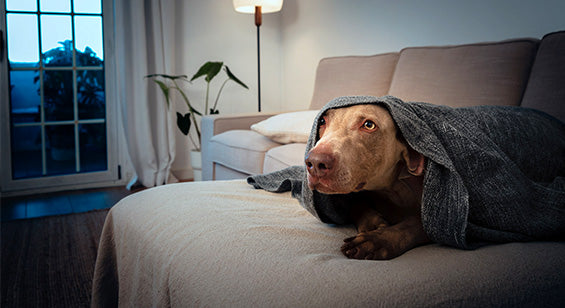 Hund hat Angst vor Gewitter