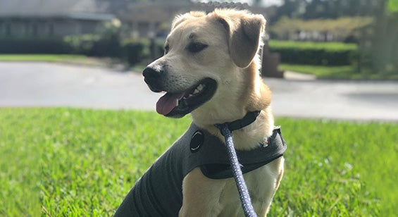 Training_sessions-dog_trainer_s_tips