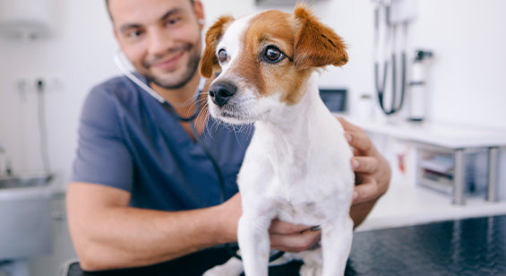 Jack Russell Welpe beim Tierarzt