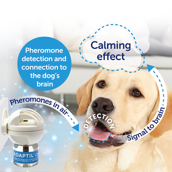dog-pheromone-calming_effect_calm_diffuser