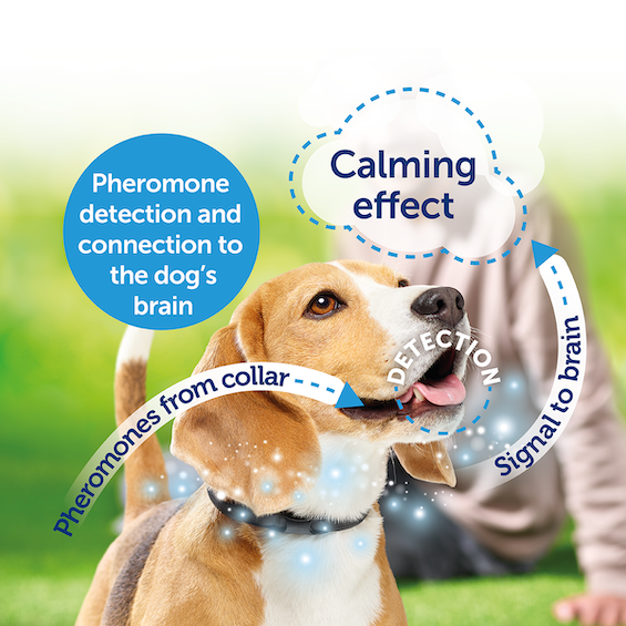 dog-pheromone-calming_effect_collar_adult