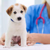 header-icon-Puppy_vet_visits