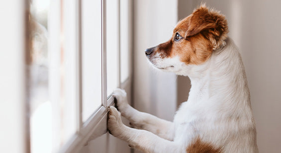 home_alone-tips_to_help_your_dog_cope