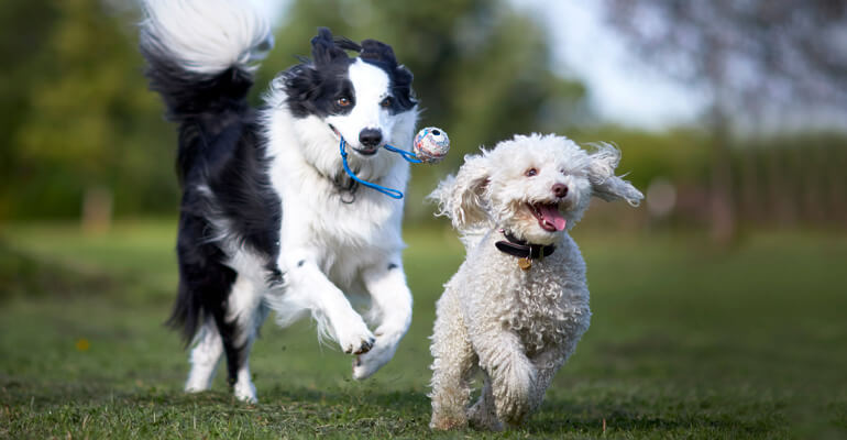 Zweithund, Ja oder Nein? Tipps unserer Expertin