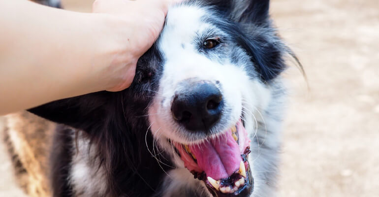 Geschenke für Hunde | Damit machst du deinem Vierbeiner eine Freude