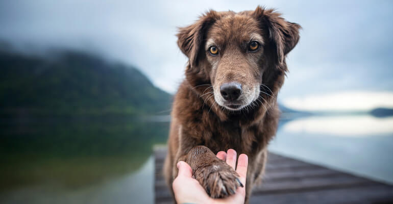 Die 4 inspirierendsten Hundegeschichten – Teil 1 