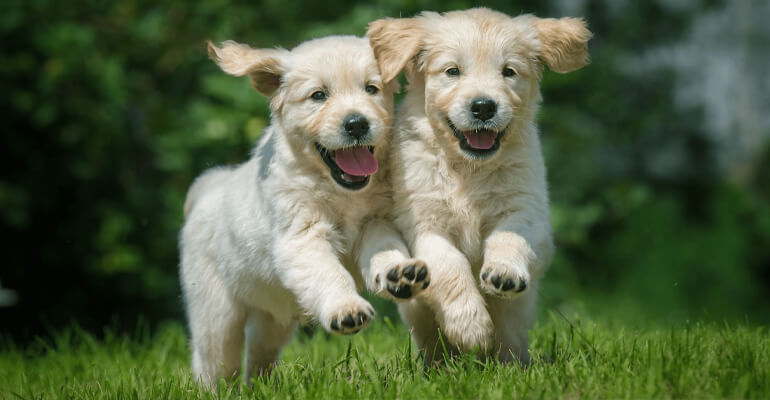 Hunde aneinander gewöhnen | Tipps von ADAPTIL-Expertin Elena Garcia