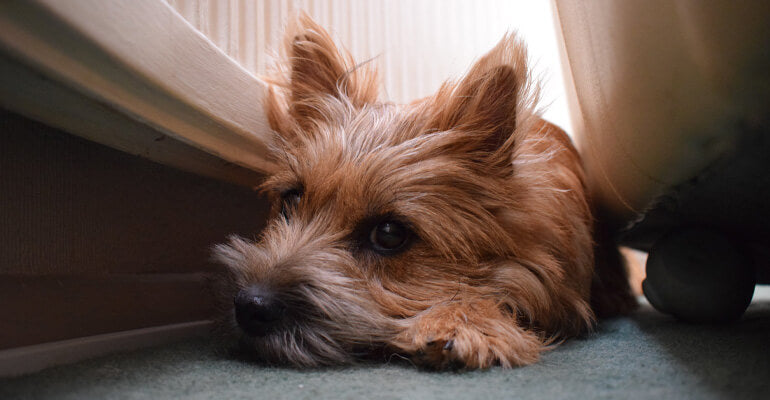Dein Hund hat Angst vor Menschen? Das kannst du tun!