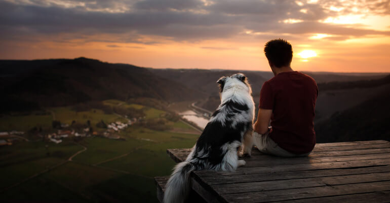 10 berührende Geschichten , wie Hunde uns helfen
