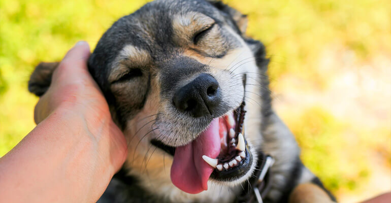 Du willst deinen Hund glücklich machen? 14 Tipps! | ADAPTIL