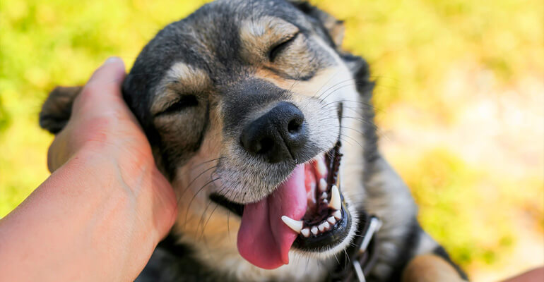 Du willst deinen Hund glücklich machen? Entdecke unsere 14 Tipps! 