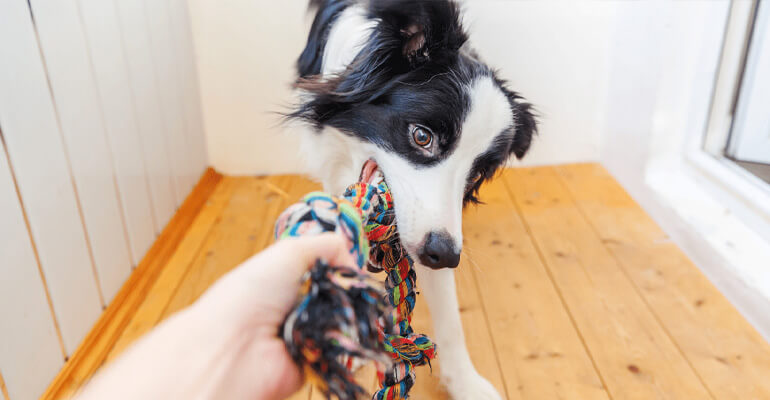Hunde beschäftigen (1) – So erkennst du Langeweile bei deinem Hund