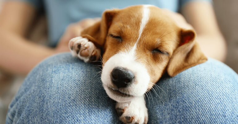 Träumen Hunde? Und wie viel Schlaf braucht ein Hund?