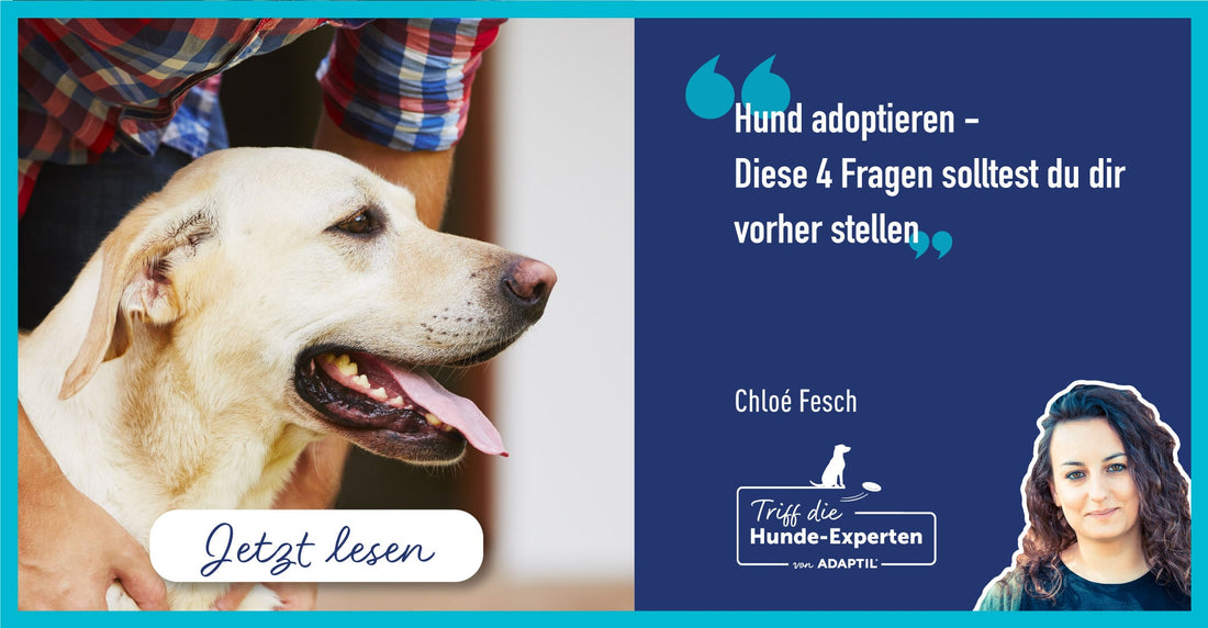 Hund adoptieren | Diese 4 Fragen solltest du dir vorher stellen