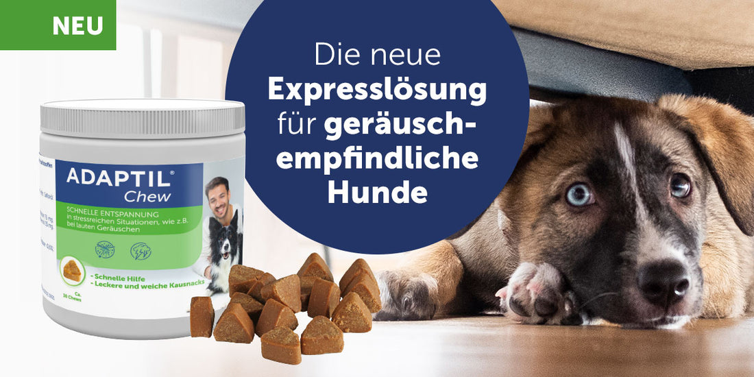 ADAPTIL Chew | Die neue Expresslösung für geräuschempfindliche Hunde