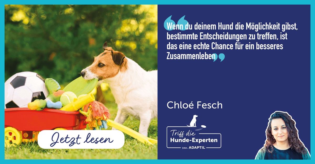 Dem Hund die Wahl lassen - ein wichtiges Konzept beim Hundetraining