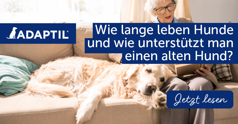 Wie lange leben Hunde und wie unterstützt man einen alten Hund?