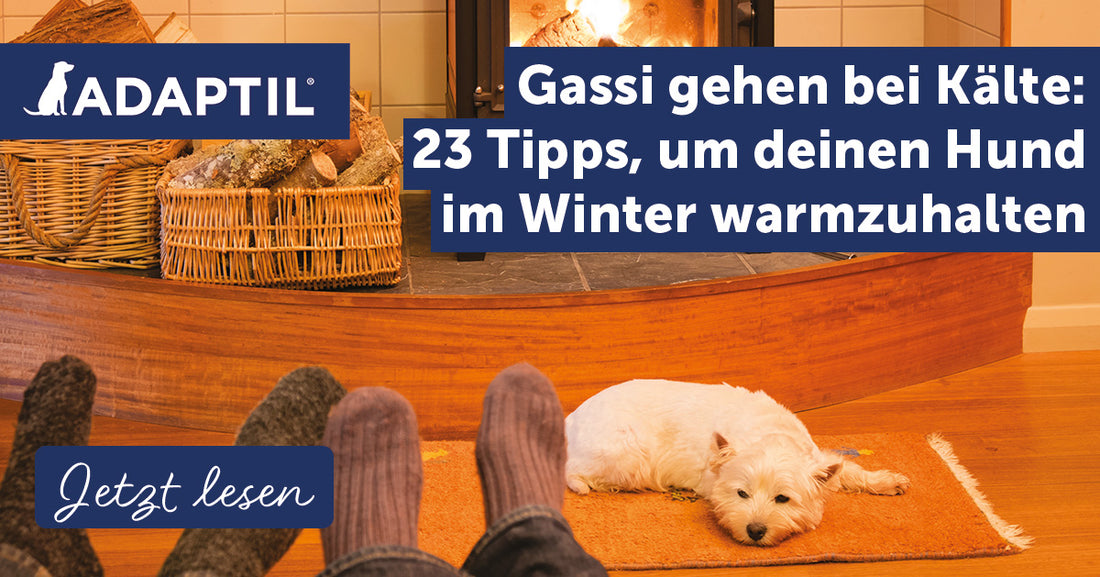 Gassi gehen bei Kälte: 23 Tipps, um deinen Hund im Winter warmzuhalten