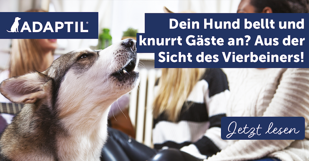 Dein Hund bellt und knurrt Gäste an? Aus der Sicht des Vierbeiners!